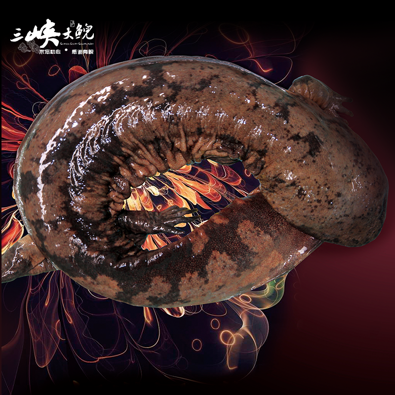 【有機認證】長(cháng)生走魚(yú)來(lái)自三峽庫區無(wú)人區和涵養區（長(cháng)生灣年產(chǎn)60萬(wàn)尾，長(cháng)生淀年產(chǎn)60萬(wàn)尾）