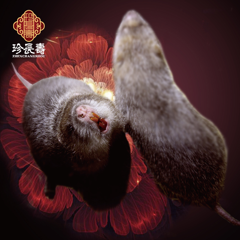 【有機認證】只吃竹子，不是鼠的“鼠”（長(cháng)生淀基地年產(chǎn)10萬(wàn)只）