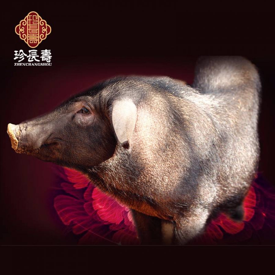 【有機認證】比羊吃草還多的豬，真正的食草豬（長(cháng)生淀年產(chǎn)3萬(wàn)頭）